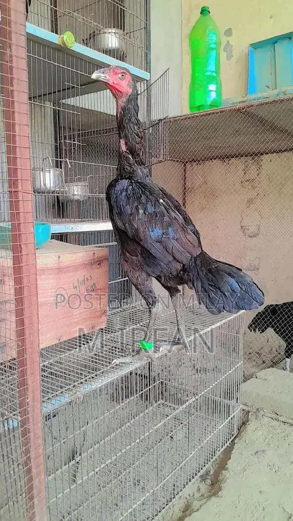 Dromer Pakoi Female Goat - 10 Months Old Purebred Livestock