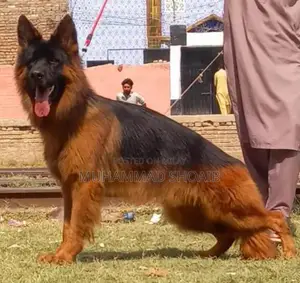 Photo - German Shepherd Dog Puppy - Pure Breed Quality