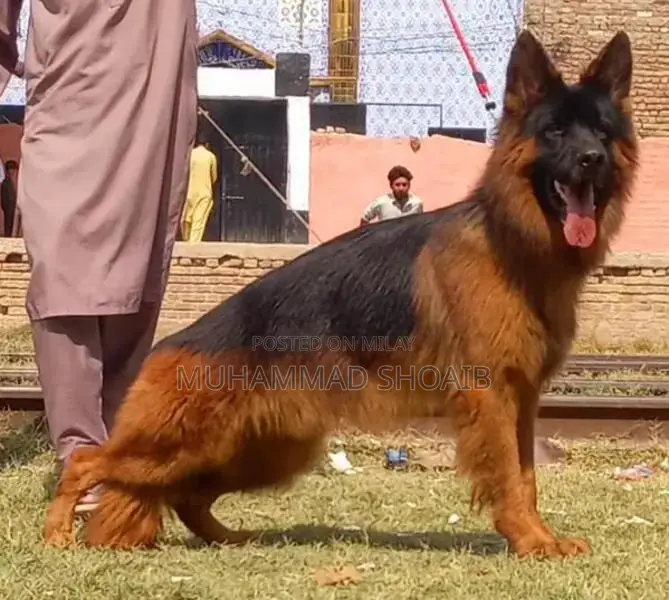 German Shepherd Dog Puppy - Pure Breed Quality