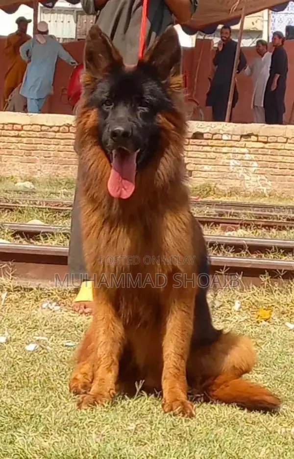 German Shepherd Dog Puppy - Pure Breed Quality