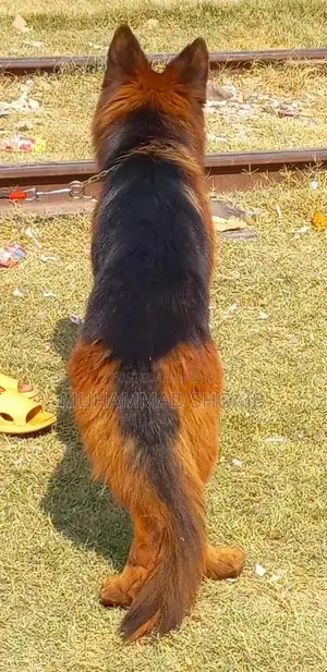 German Shepherd Dog Puppy - Pure Breed Quality