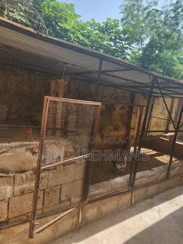 Large Spacious Hen Cage with Removable Design