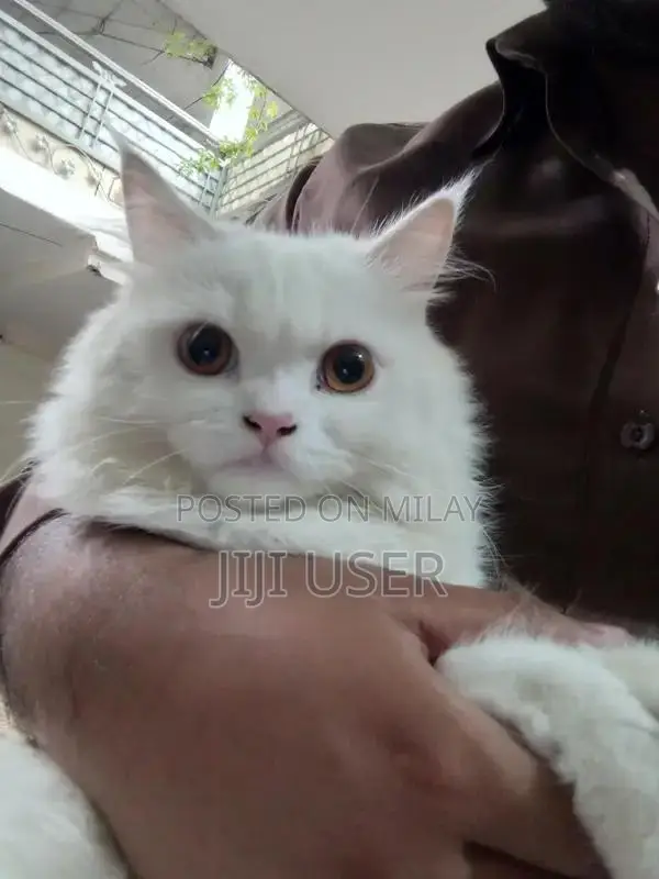 Persian Male Kitten - 6 Months Old Playful Companion