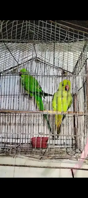 Photo - Joraa Young Goat Kid - Male and Female 1.5 Years Old