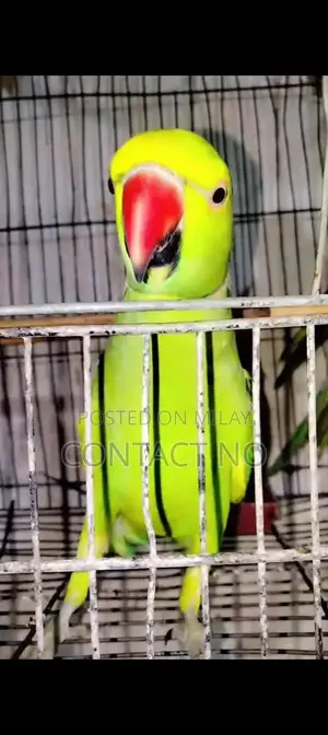 Joraa Young Goat Kid - Male and Female 1.5 Years Old