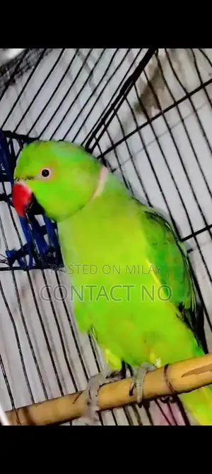 Joraa Young Goat Kid - Male and Female 1.5 Years Old