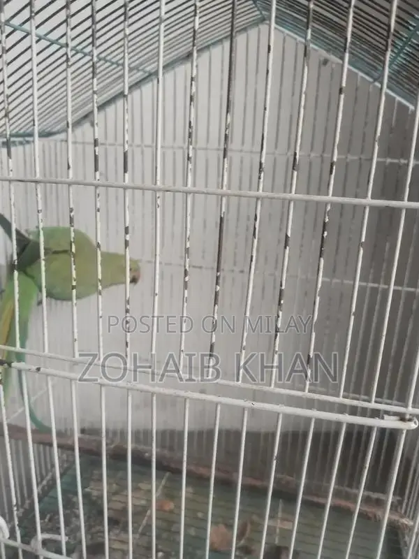 Male Parrots for Sale - Young Bonded Pair