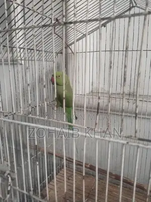 Male Parrots for Sale - Young Bonded Pair