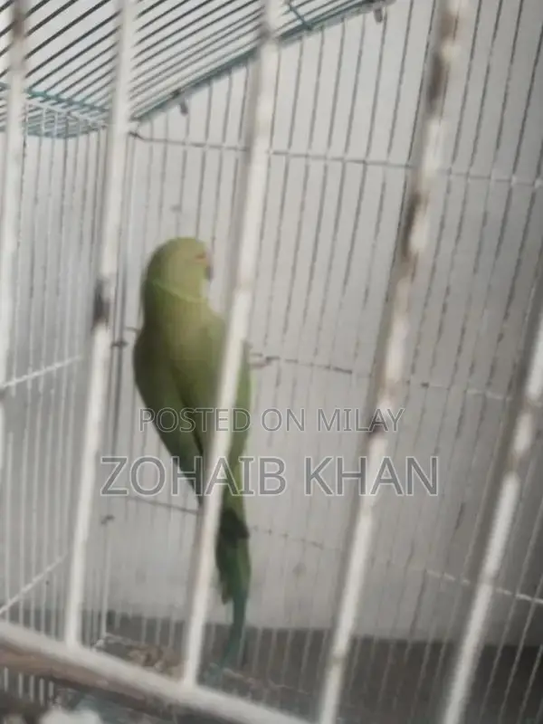 Male Parrots for Sale - Young Bonded Pair