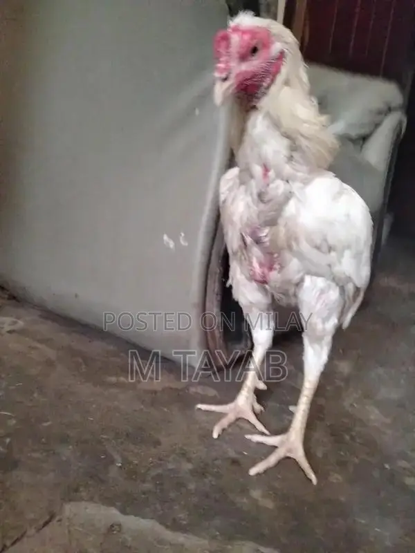 Heera Breed Poultry Chick with One Eye Damage