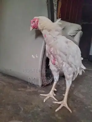 Heera Breed Poultry Chick with One Eye Damage