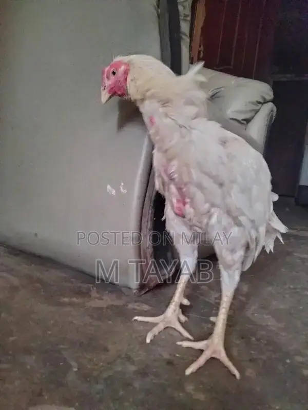 Heera Breed Poultry Chick with One Eye Damage