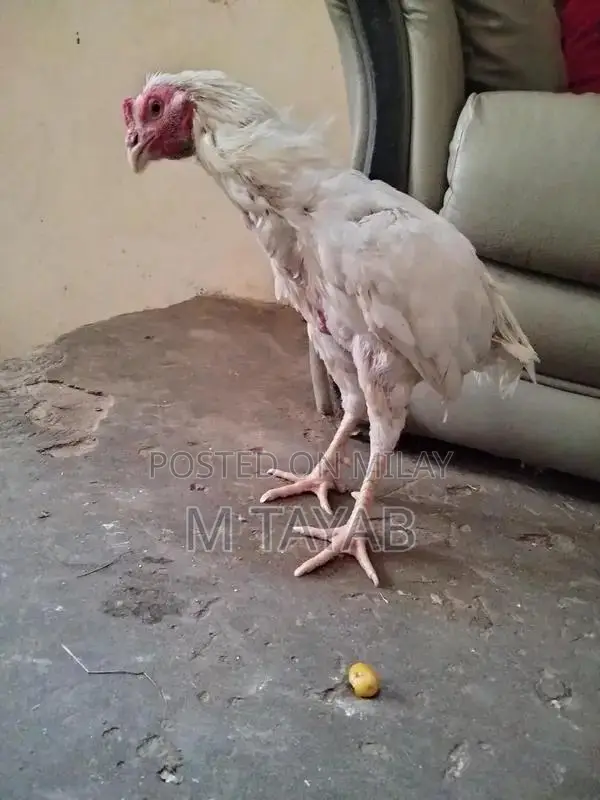 Heera Breed Poultry Chick with One Eye Damage