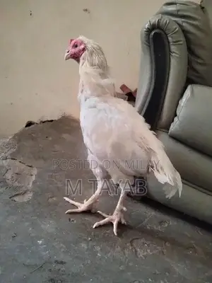Heera Breed Poultry Chick with One Eye Damage
