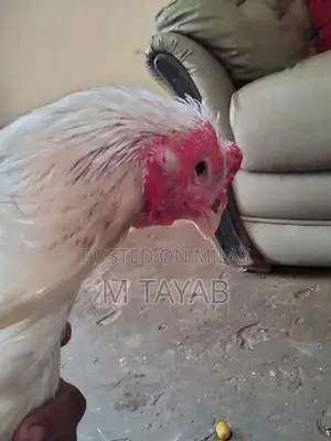 Heera Breed Poultry Chick with One Eye Damage