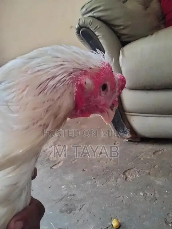 Heera Breed Poultry Chick with One Eye Damage