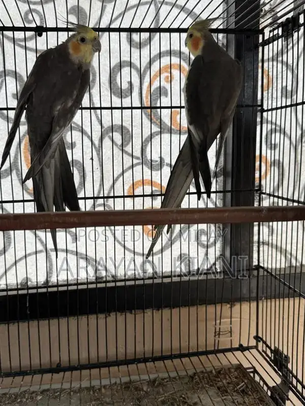 Cocktail Breeder Pair Nail Tail Fly Collectible Pair