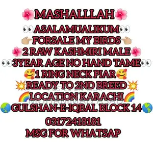 Photo - Kashmiri Raw Male Birds for Breeding