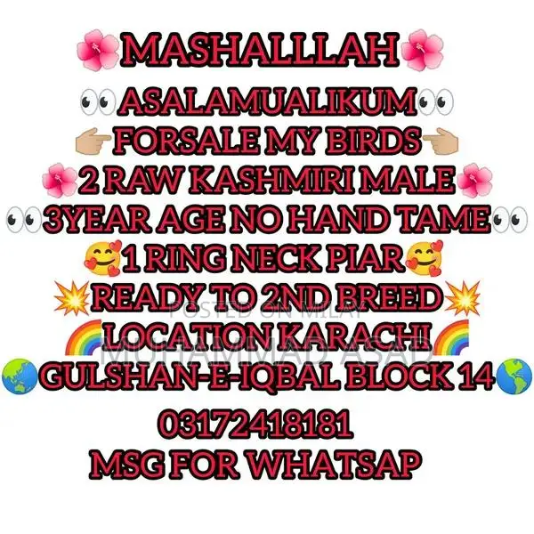 Kashmiri Raw Male Birds for Breeding