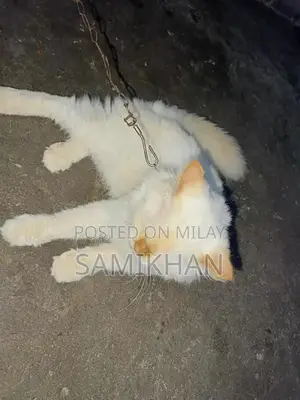 Photo - Persian 3 Coat Cat with Blue Eyes - Unique Home Companion