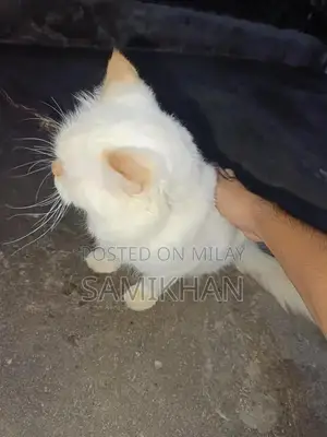 Persian 3 Coat Cat with Blue Eyes - Unique Home Companion