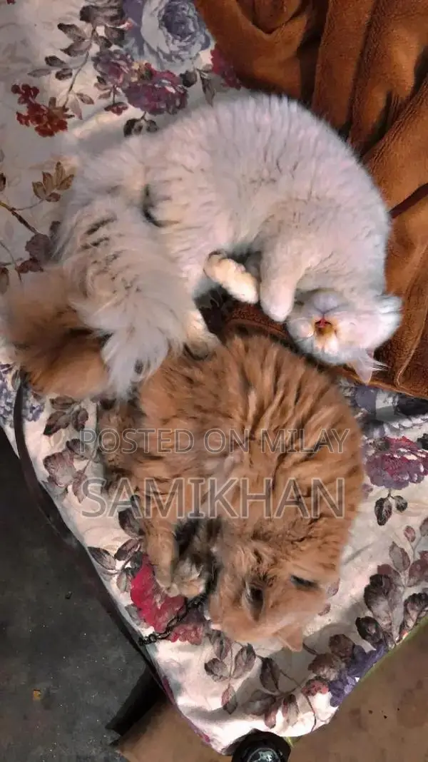 Persian 3 Coat Cat with Blue Eyes - Unique Home Companion