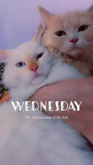 Persian 3 Coat Cat with Blue Eyes - Unique Home Companion