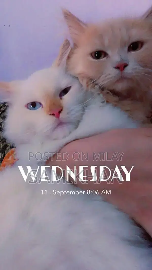 Persian 3 Coat Cat with Blue Eyes - Unique Home Companion