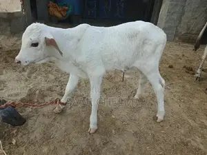 Wacha Used Product - One Month Old Condition