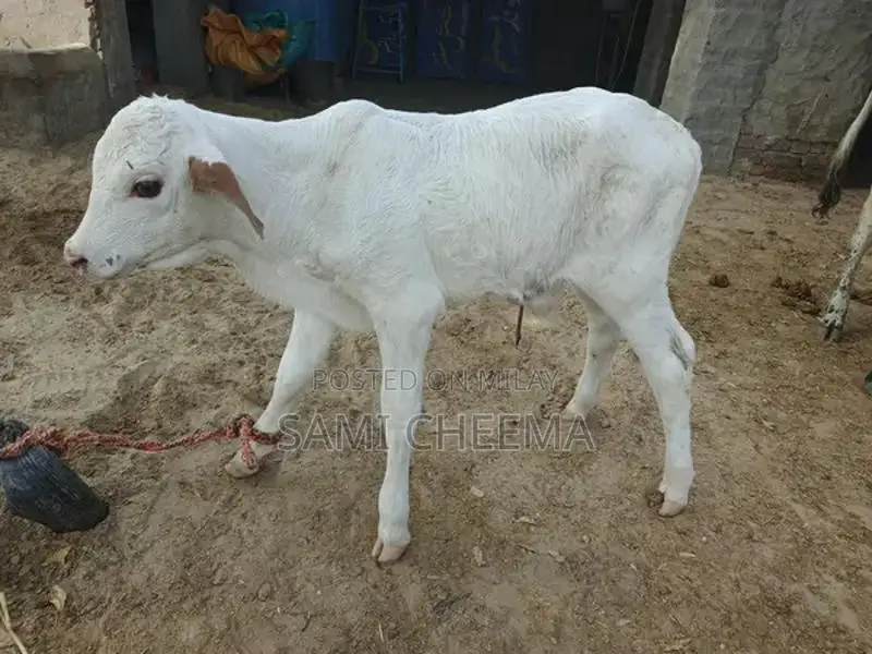 Wacha Used Product - One Month Old Condition