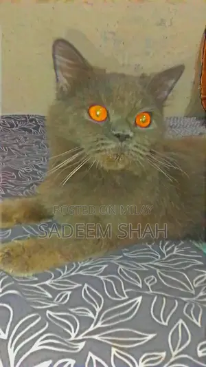 Photo - Persian Cat - Luxurious Triple Coat Feline with Yellow Eyes