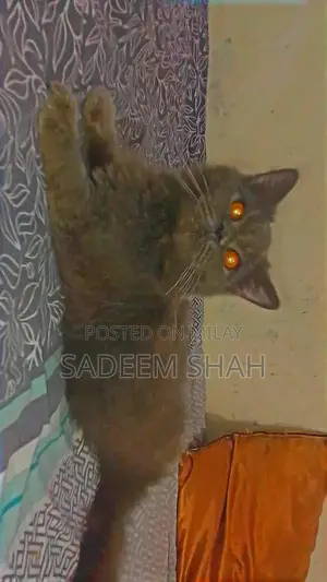 Persian Cat - Luxurious Triple Coat Feline with Yellow Eyes