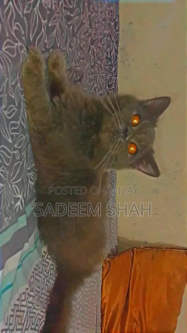 Persian Cat - Luxurious Triple Coat Feline with Yellow Eyes