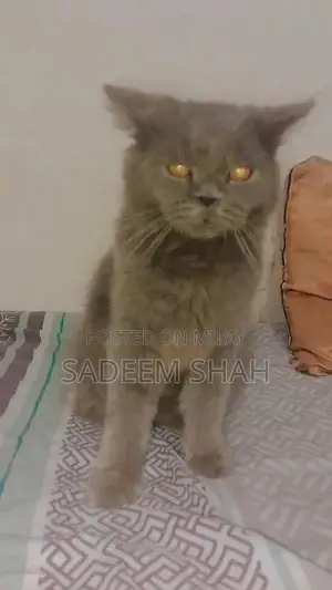Persian Cat - Luxurious Triple Coat Feline with Yellow Eyes