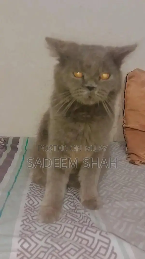 Persian Cat - Luxurious Triple Coat Feline with Yellow Eyes