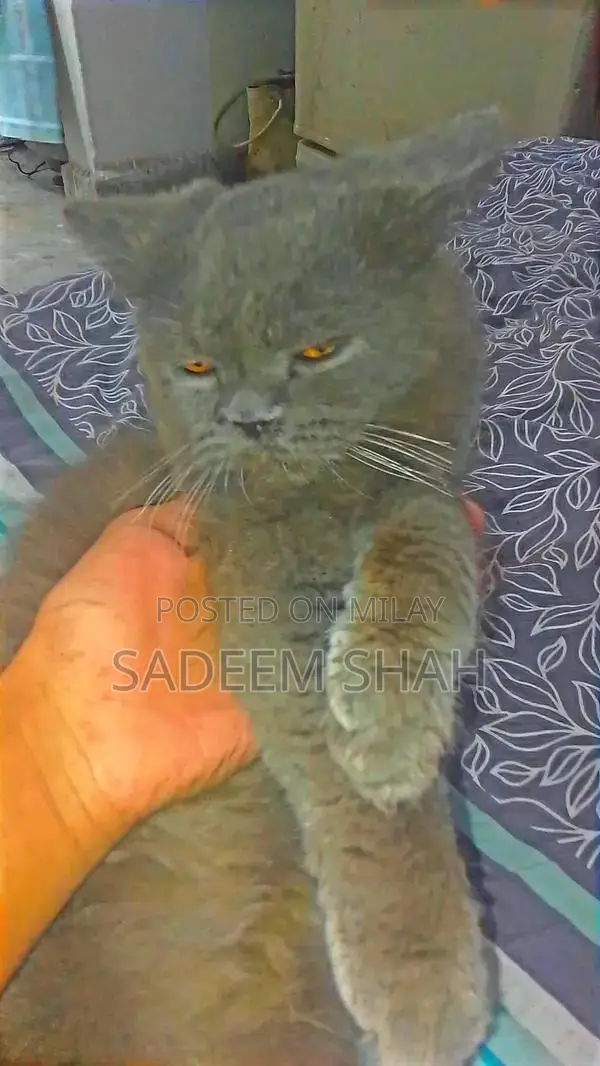 Persian Cat - Luxurious Triple Coat Feline with Yellow Eyes