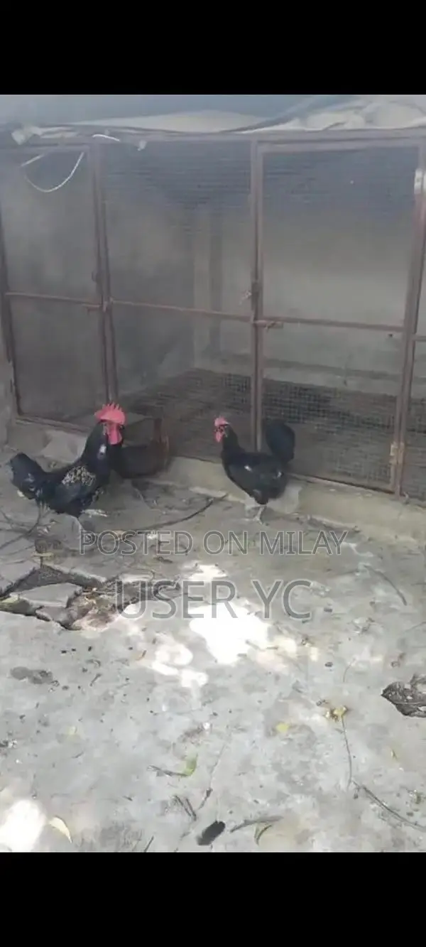 Mature Laying Hens - 4-Piece Poultry Package for Farm or Backyard