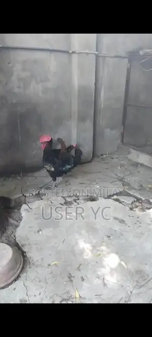 Mature Laying Hens - 4-Piece Poultry Package for Farm or Backyard