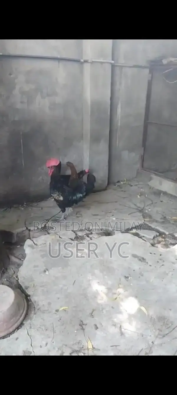 Mature Laying Hens - 4-Piece Poultry Package for Farm or Backyard