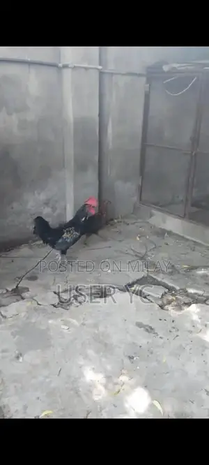 Mature Laying Hens - 4-Piece Poultry Package for Farm or Backyard