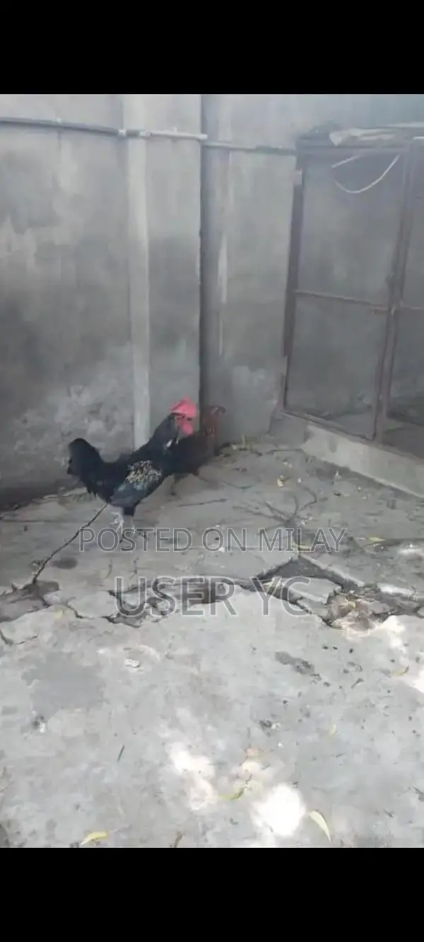 Mature Laying Hens - 4-Piece Poultry Package for Farm or Backyard