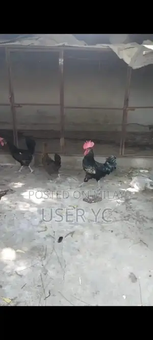 Mature Laying Hens - 4-Piece Poultry Package for Farm or Backyard