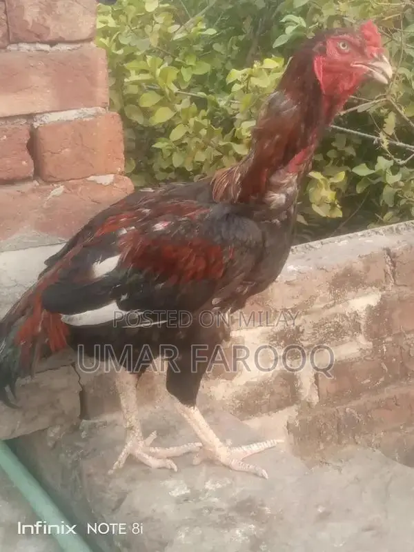 Pure Breed Indian Cattle with Strong Health and Genetics