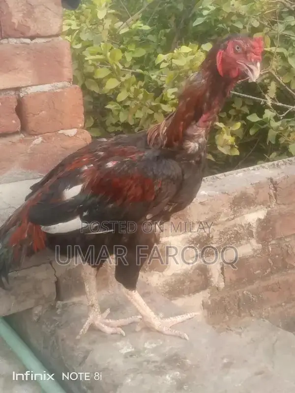 Pure Breed Indian Cattle with Strong Health and Genetics