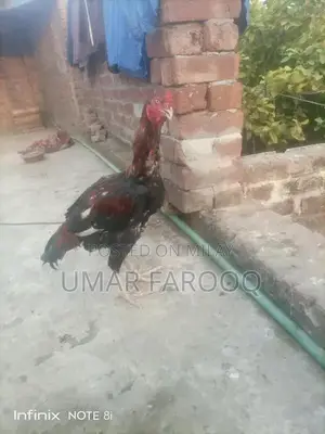 Pure Breed Indian Cattle with Strong Health and Genetics