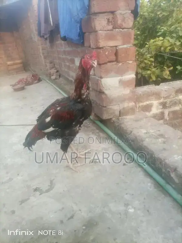 Pure Breed Indian Cattle with Strong Health and Genetics