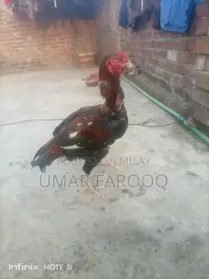 Pure Breed Indian Cattle with Strong Health and Genetics