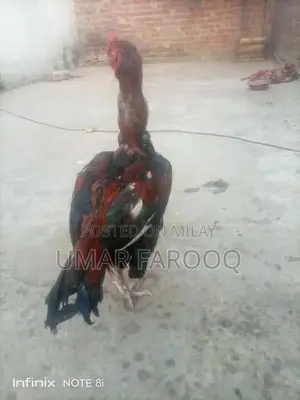 Pure Breed Indian Cattle with Strong Health and Genetics