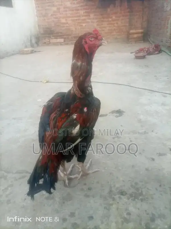 Pure Breed Indian Cattle with Strong Health and Genetics