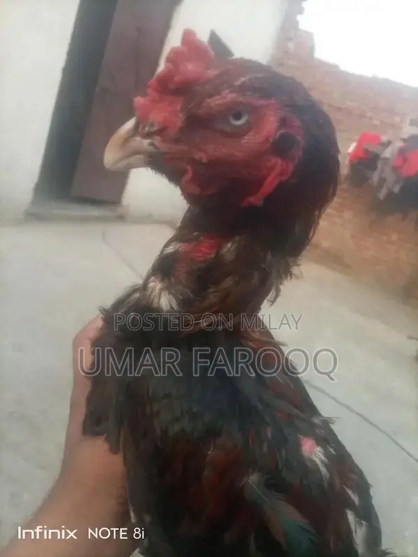 Pure Breed Indian Cattle with Strong Health and Genetics